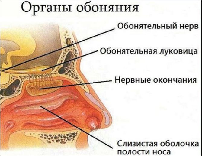 Китайские учёные разработали VR-интерфейс для передачи запахов – СМИ