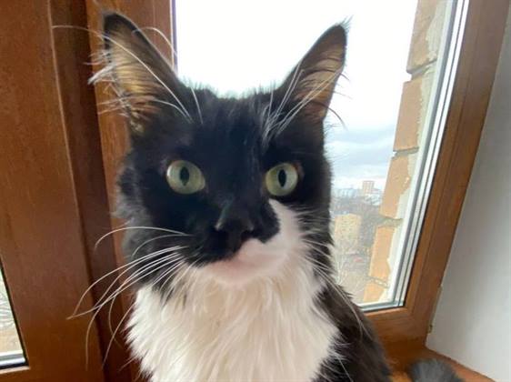 Группа из 34 депутатов внесла законопроект об обязательном маркировании домашних животных